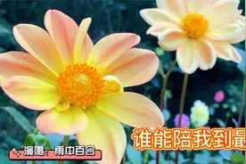 雨中百合一首《谁能陪我到最后》多少心酸多少委屈，尽在歌声中！视频封面