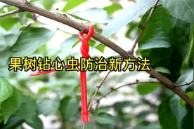 梨小食心虫这样防治，操作简单杀虫干净又彻底，持效期可达3个月视频封面