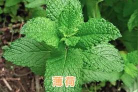 薄荷泡水功效厉害，解决了很多人的健康问题，赶紧来看看吧视频封面