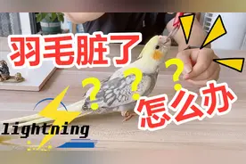 鹦鹉羽毛脏了这么办，2种沐浴方式，简单方便在家可操作视频封面