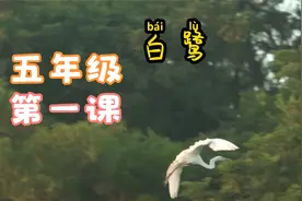 五年级第一课《白鹭》--不见鹭飞，怎知鹭美视频封面