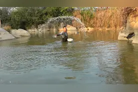 阿琪给鱼塘喷洒消毒液，好多鱼儿不断跃出水面，真担心鱼儿会中毒视频封面