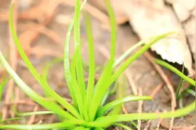 数亿年前的活化石 ！杭州现“植物界大熊猫”，大片中华水韭居群视频封面