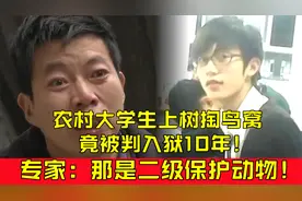 大学生上树掏鸟窝，被判入狱10年，网友直呼人命不如鸟命！视频封面