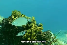 零利率贷款是真的吗？视频封面