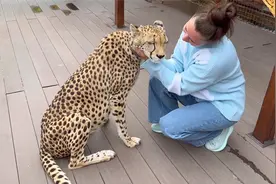 家养猎豹温顺又亲人！对第一次见面的陌生人也不凶，甚至还呼噜噜视频封面