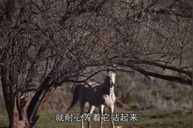 小马不慎落入泥潭，母马向人类求助，获救后不忘感谢