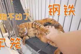 给肥猫的跑步机加一圈铁笼，没跑瘦就别出来！