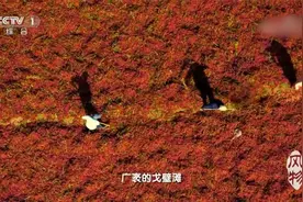 红油火锅中的辣椒素是这样提取出来的！