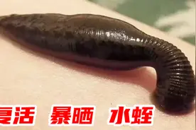 水蛭生命力顽强，暴晒、冰冻、切断还能复活吗？小伙亲测视频封面
