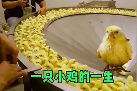 一只小鸡的一生，从出生到上餐桌，看完你还会浪费粮食吗？视频封面