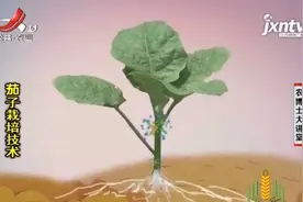 茄子定植后，根系不断向外扩张，根系消耗变多不利于其生长发育视频封面