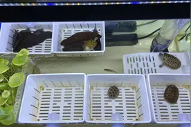 乌龟冬天必须冬眠吗？小伙养的龟现在还生龙活虎，吃食很凶！视频封面