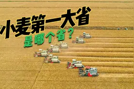 谁是我国第一小麦生产大省？为什么水乡安徽生产了那么多小麦？视频封面