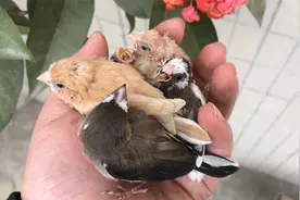 当养的小鸟听到“过来”这两个字，会是什么反应？