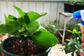 防治长寿花白粉病，别急着用药，厨房里的它就是一剂“良药”