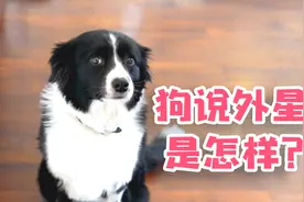 边牧突然发出外星人一样的叫声，虽然带着哭腔，但是我却笑惨了！视频封面