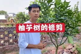 柚子树修剪，怎么修剪叶片和枝条才不伤树，还有利于后期树木成长视频封面