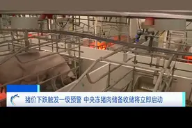 猪价下跌触发一级预警 中央冻猪肉储备收储将立即启动视频封面