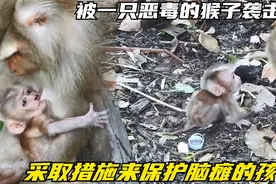 被一只恶毒的猴子袭击了，猴妈采取措施来保护她脑瘫的孩子视频封面