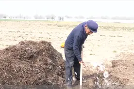 你还用传统方法发酵鸡粪？难怪烧根多，试试新方法，堆20天就能用