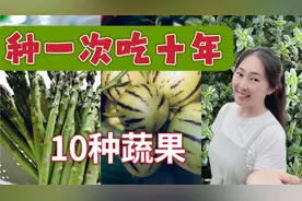 10种蔬果种一次吃十年，多年生的蔬菜，懒人种菜必看视频封面