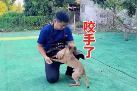 你还在为狗咬手而发愁吗？训犬师史诗级教学，一个视频解决视频封面
