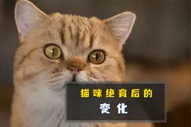 实不相瞒！猫咪绝育后会有这五大变化！视频封面