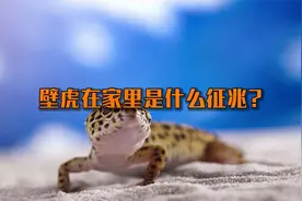 壁虎在家里是什么征兆?#农村生活 #土地流转视频封面