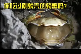你吃过刚蜕完壳的螃蟹吗，软糯的像果冻，不用处理直接吃特别鲜