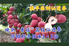 晚熟“贵族”荔枝仙进奉成熟上市，价格了得，秒杀桂味3～5倍价格