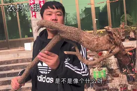 小伙15元收来的百年酸枣木，造型奇特长度3米左右，做拐杖怎么样