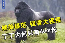 最壮的人科动物，银背大猩猩轻松提起800斤重物，丁丁为何只有4cm视频封面