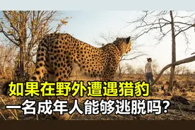 如果野外遇到猎豹，成年人类能逃脱吗？猎豹的实力究竟有多强？视频封面