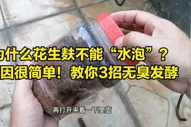 花生麸为啥不能拿水泡？很多农民不会用，教你3个实用小方法