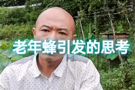 为什么介绍蜂王很难接受？为什么蜂群喜欢起盗打架？听养蜂人分析