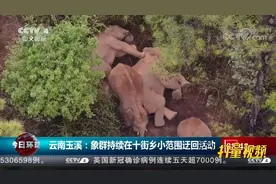 云南玉溪：象群持续在十街乡小范围迂回活动|今日环球视频封面