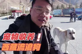 西藏遇到只流浪狗跟着自己，难道是上辈子的缘分？大家给起个名字视频封面