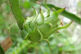 火龙果幼果有蚂蚁，用这个方法解决，安全无污染