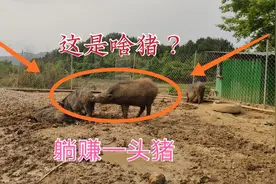 躺赚一头猪是啥体验？高兴归高兴但也犯愁，这到底是什么猪呢？