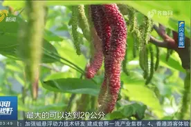 150元一斤！济南网红"新贵"长果桑迎丰收季，纯天然种植口感超甜视频封面