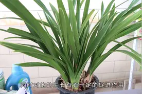 兰花不生长，只需两招，很快恢复长势视频封面