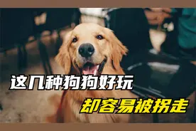 这几种狗狗好玩，却容易被拐走，不是太笨，就是太善良，哈哈哈