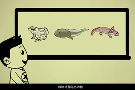【科普】什么是两栖动物