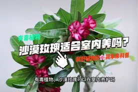 沙漠玫瑰可适合放在室内吗？虽然有毒，但是也不影响，需注意细节视频封面