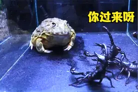一斤多青蛙做宠物，连蜈蚣它都吃，对阵3只黑蝎子才叫猛视频封面