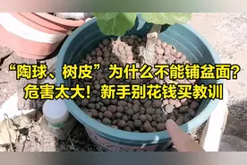 陶球（松树皮）为什么不能铺盆面？新手别再花钱买教训视频封面