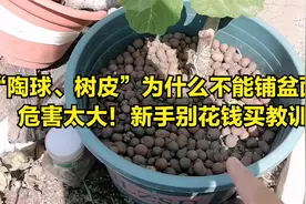 陶球（松树皮）为什么不能铺盆面？新手别再花钱买教训视频封面