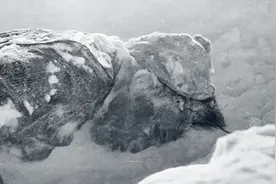 登山者们究竟看到了什么？为何会撕破帐篷，“疯狂”外逃呢？视频封面