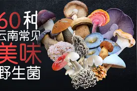 60种云南常见可食用野生菌，你吃过几种？最喜欢哪种？